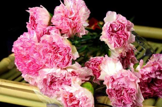 康奶馨的养植办法