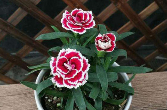 康奶馨的养植办法