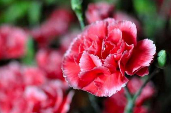 康奶馨的养植办法