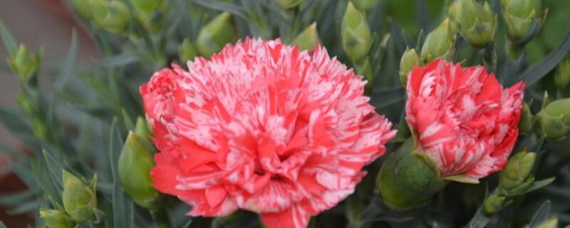 康乃馨如何修剪视频