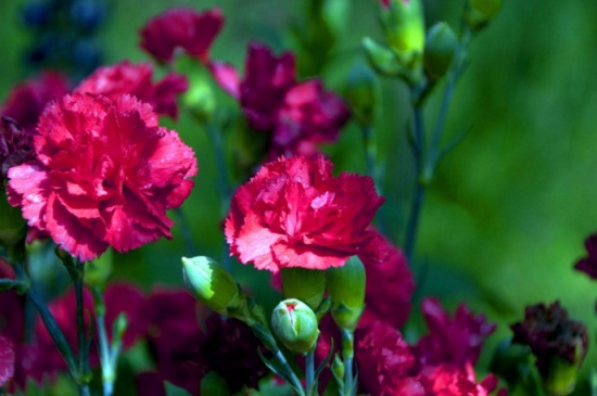 康乃馨烂根如何办，修剪烂根更换盆土