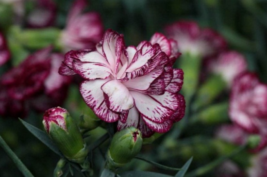 康乃馨叶子蔫了如何办,调整光线并适温养护