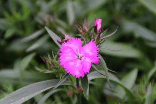 康乃馨叶子蔫了如何办,调整光线并适温养护