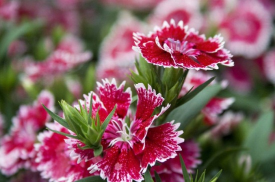 康乃馨叶子蔫了如何办,调整光线并适温养护