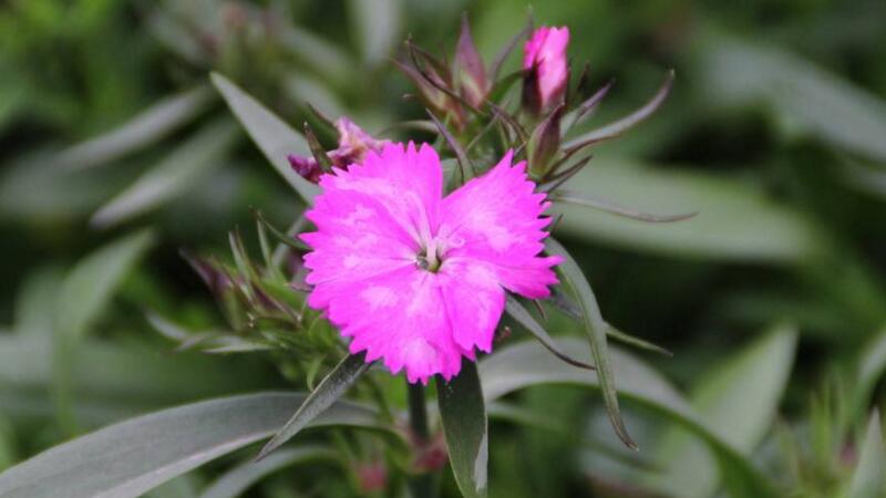 康乃馨叶子有黑点如何办