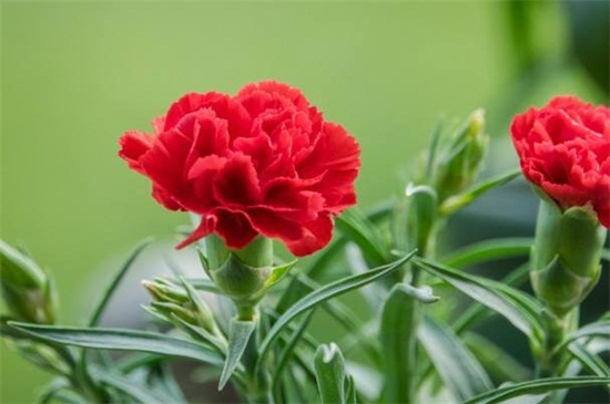 康乃馨叶子有黑点如何办