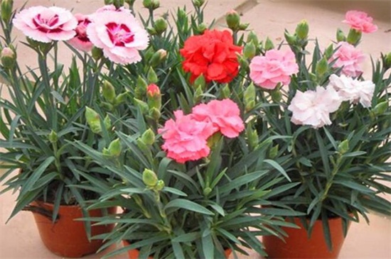 康乃馨叶子有黑点如何办