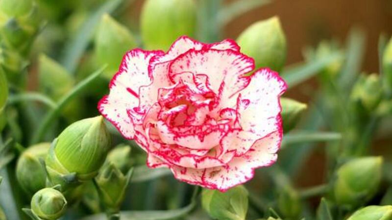 康乃馨叶子卷曲如何办