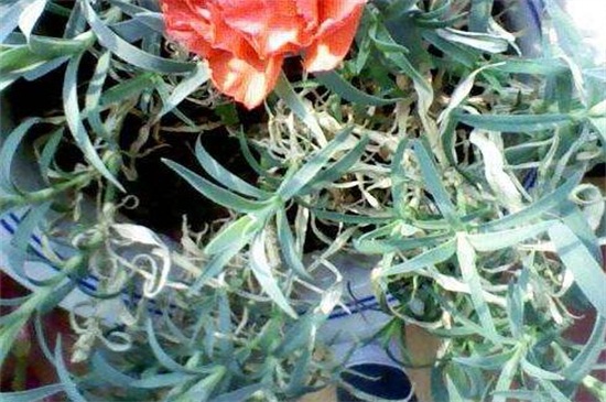 康乃馨叶子卷曲如何办