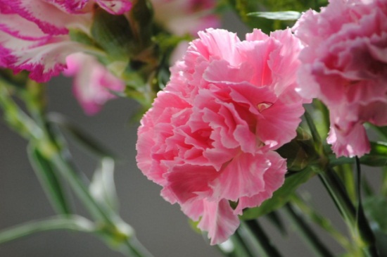 康乃馨如何催开，补光并施加磷钾肥