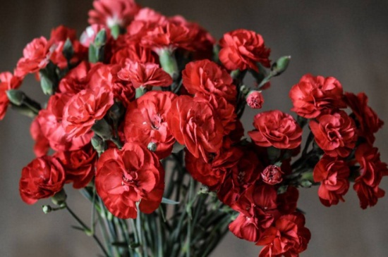 康乃馨如何催开，补光并施加磷钾肥