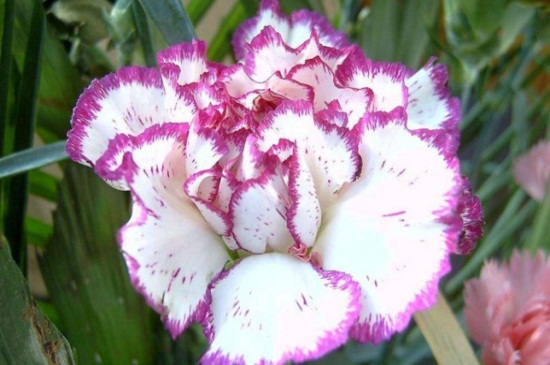 康乃馨如何催开，补光并施加磷钾肥