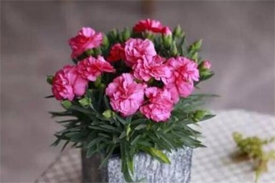 康乃馨花期如何养
