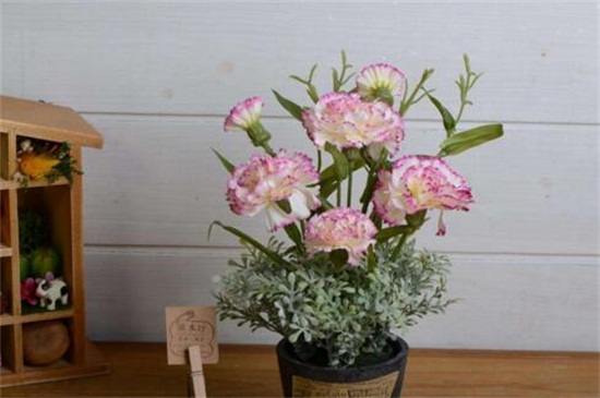 康乃馨花期如何养