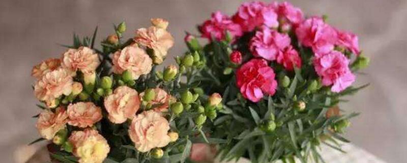 康乃馨的养殖办法