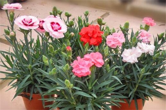康乃馨的养殖办法
