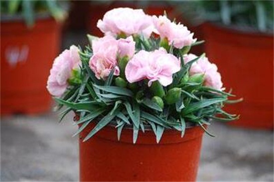 康乃馨的养殖办法