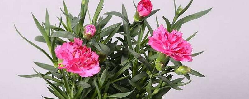 盆栽康乃馨如何养