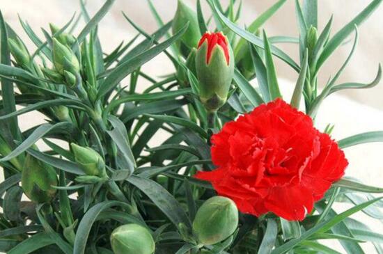 盆栽康乃馨如何养