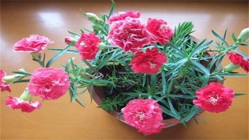 康乃馨如何养