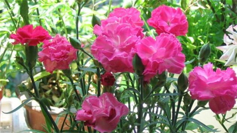 康乃馨的养殖办法和留意事项