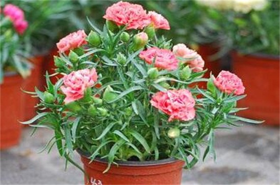 康乃馨的养殖办法和留意事项