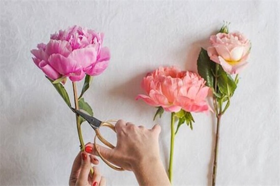 康乃馨如何修剪