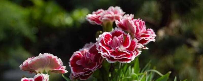 康乃馨如何繁殖