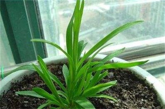 康乃馨如何繁殖