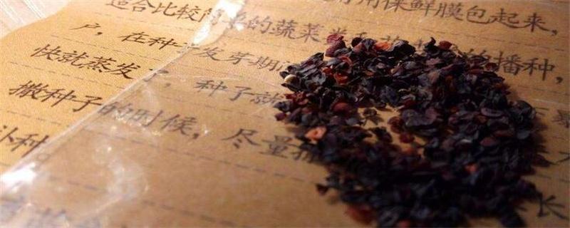 康乃馨种子的种植办法