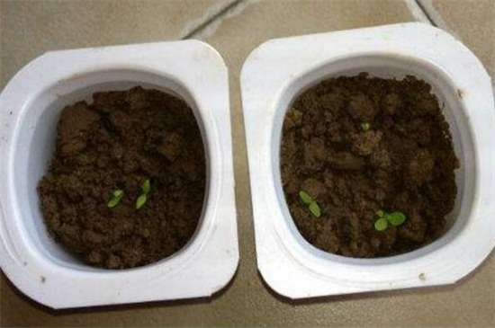 康乃馨种子的种植办法