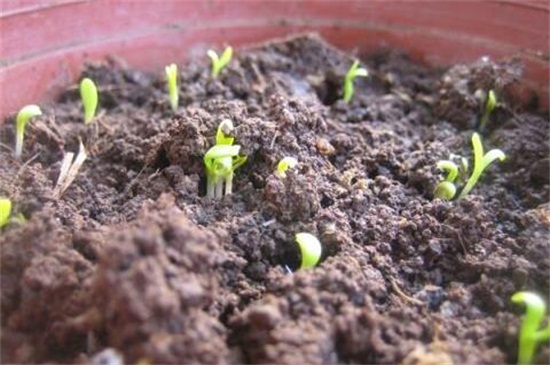 康乃馨种子的种植办法