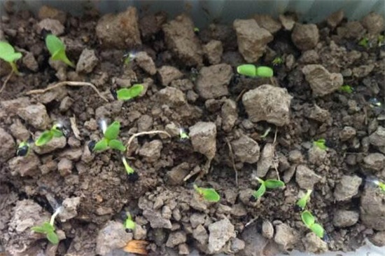 康乃馨种子的种植办法