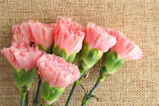 康乃馨的花语是什么