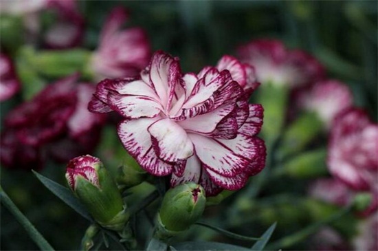 康乃馨价格多少钱一支，价格在1～15元浮动