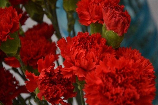 康乃馨价格多少钱一支，价格在1～15元浮动