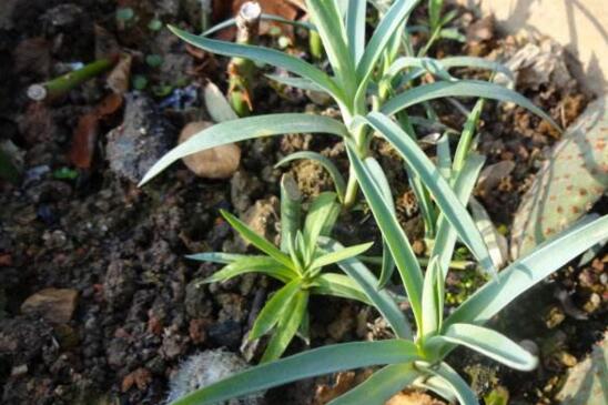 康乃馨盆栽如何养,五步养好康乃馨盆栽