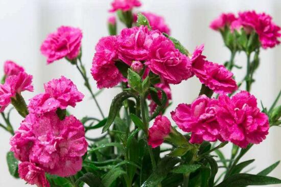 康乃馨盆栽如何养,五步养好康乃馨盆栽