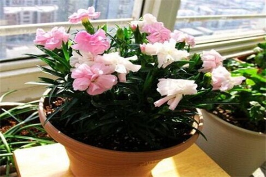 康乃馨盆栽如何养,五步养好康乃馨盆栽