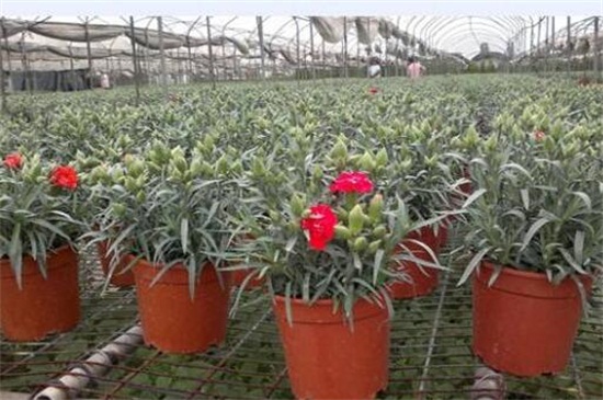 康乃馨盆栽如何养,五步养好康乃馨盆栽