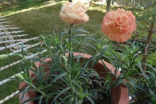 康乃馨盆栽如何养,五步养好康乃馨盆栽