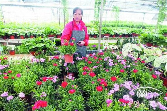 康乃馨盆栽如何养,五步养好康乃馨盆栽