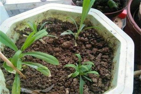 康乃馨盆栽如何养,五步养好康乃馨盆栽