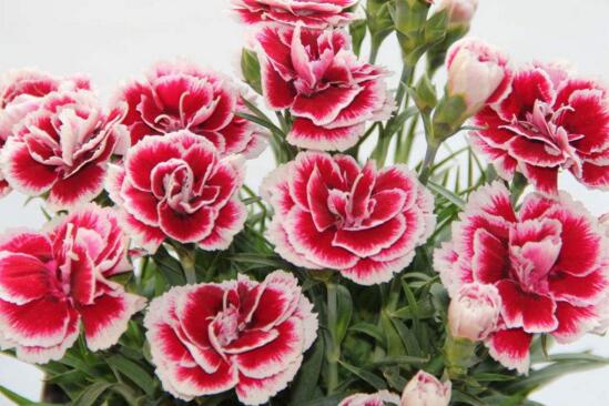 康乃馨盆栽如何养,五步养好康乃馨盆栽