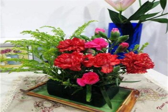 康乃馨盆栽如何养,五步养好康乃馨盆栽