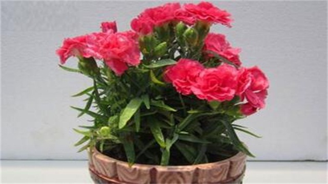 康乃馨如何养