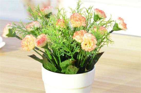 康乃馨如何养