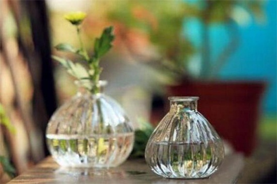 鲜切康乃馨如何养水培，三个步骤水培康乃馨