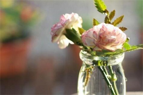 鲜切康乃馨如何养水培，三个步骤水培康乃馨
