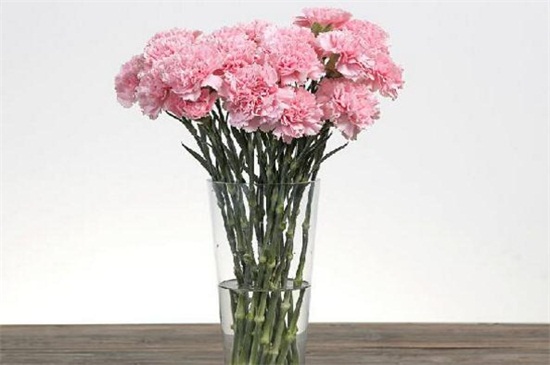 鲜切康乃馨如何养水培，三个步骤水培康乃馨